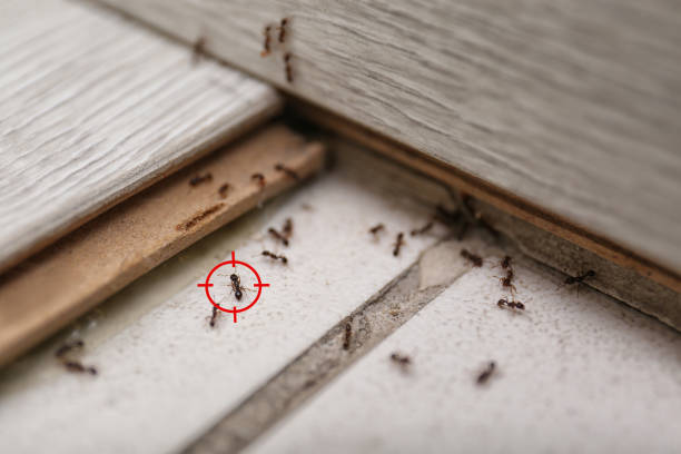 Best Termite Control Services  in Churchville, PA